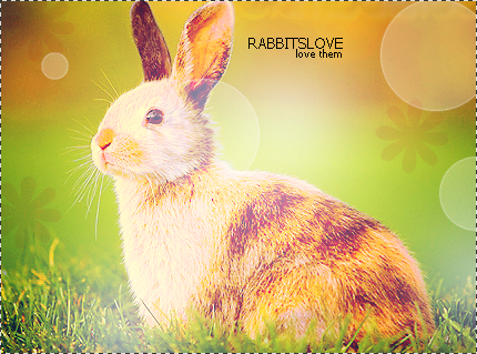 *RABBITS-LOVE